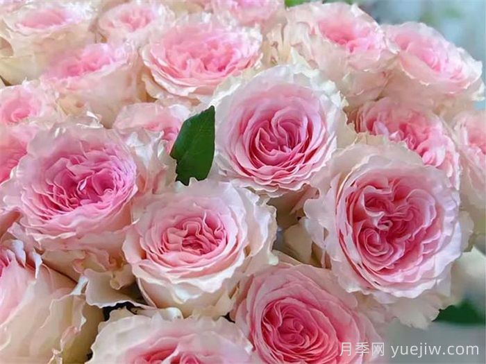 推荐9款适合新手入坑的切花月季品种(图6)