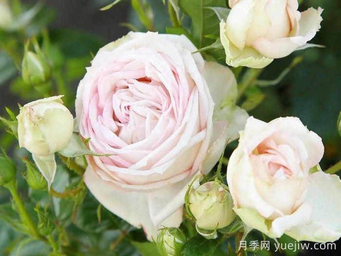 推荐10种抗病性最好又高颜值月季(图1)