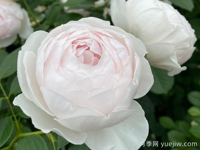 推荐10种抗病性最好又高颜值月季(图2)