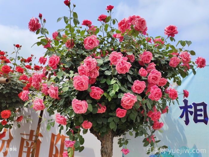 南阳月季：月季产业转型升级 美丽经济花样绽放(图2)