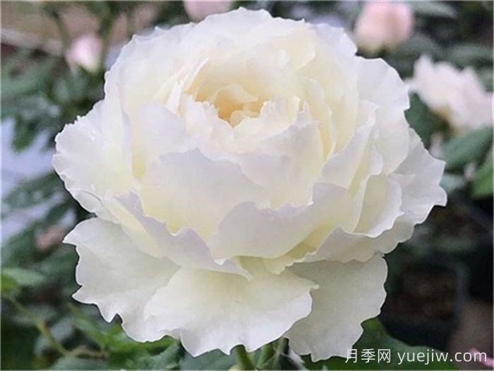 已经踩坑，盘点5款月季新手劝退(图2)