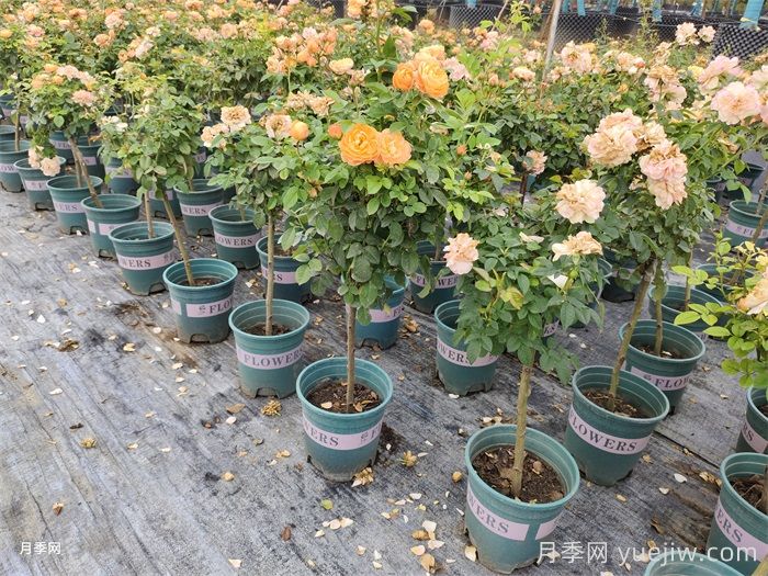 夏天养护月季的6个关键事项(图1)