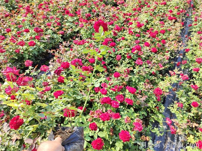 夏天养护月季的6个关键事项(图2)