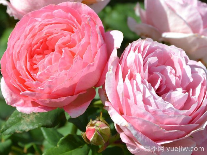 推荐二广花友5款勤花月季，耐热耐晒耐雨淋(图2)