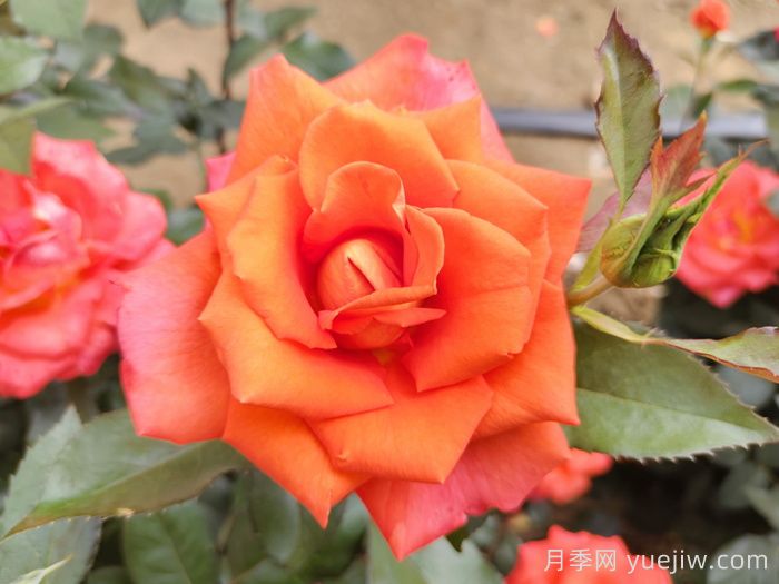 全国首个现代月季种质资源圃扎根安徽阜阳(图1)