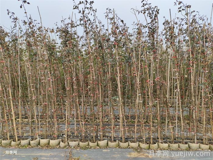 藤本月季冬天落叶吗？冬季藤本施肥技巧(图1)