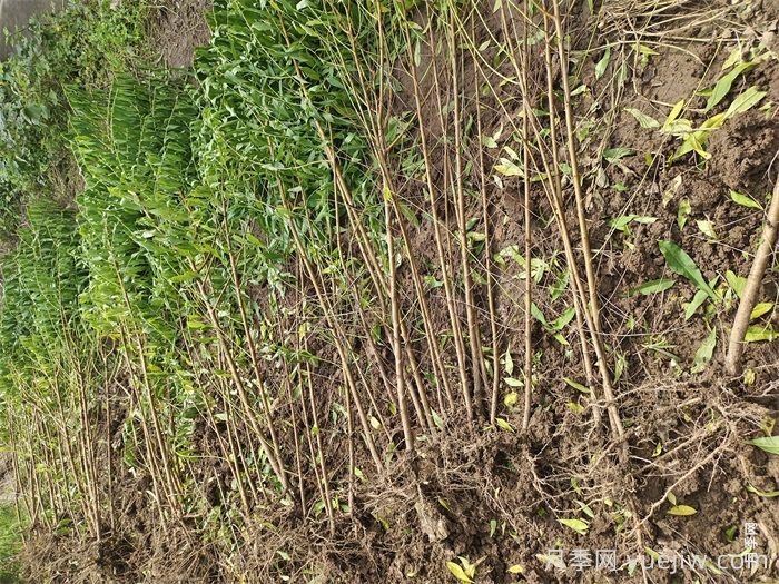 南阳卧龙果树苗合作社批发供应桃树苗毛桃苗梨树苗(图3)