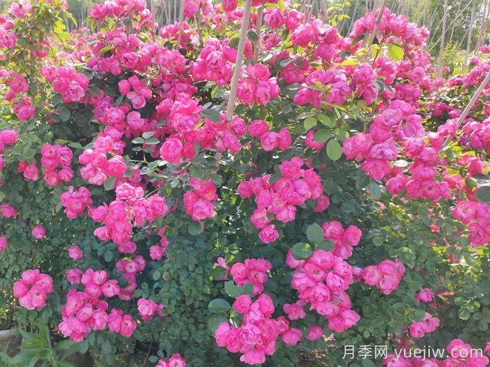 养了2年的藤本月季不开花是什么原因，如何解决？(图2)