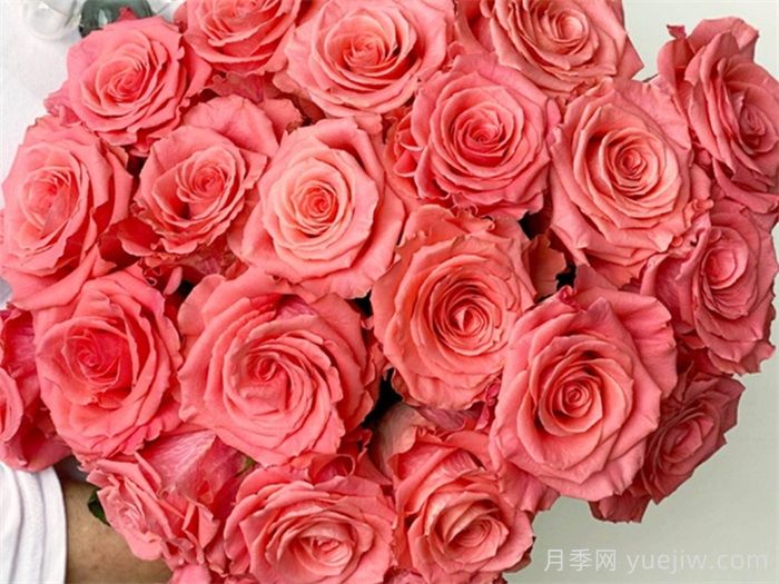 不同颜色的月季花语是什么？月季花语大全，快来涨知识(图1)