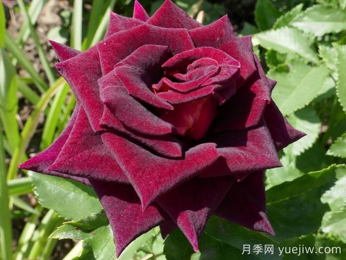 玫瑰品种有哪些？十大玫瑰花品种介绍(图5)