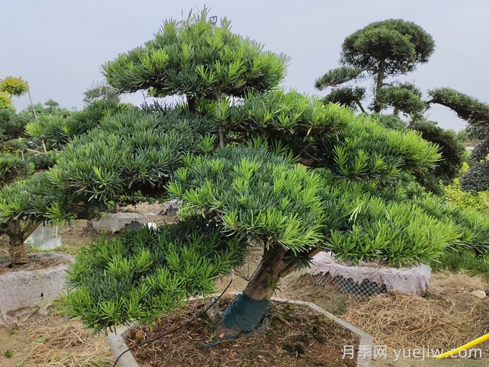 松树十大品种，松树哪些品种最值钱？(图1)