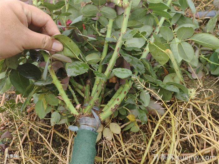 夏季月季花后修剪养护和水肥管理(图2)