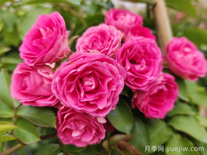 精选30种经典月季大合集，好看养眼还抗病好养(图3)