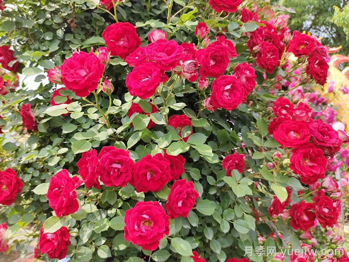 精选30种经典月季大合集，好看养眼还抗病好养(图5)
