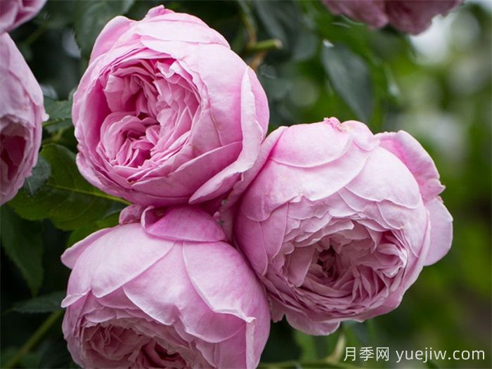 精选30种经典月季大合集，好看养眼还抗病好养(图8)