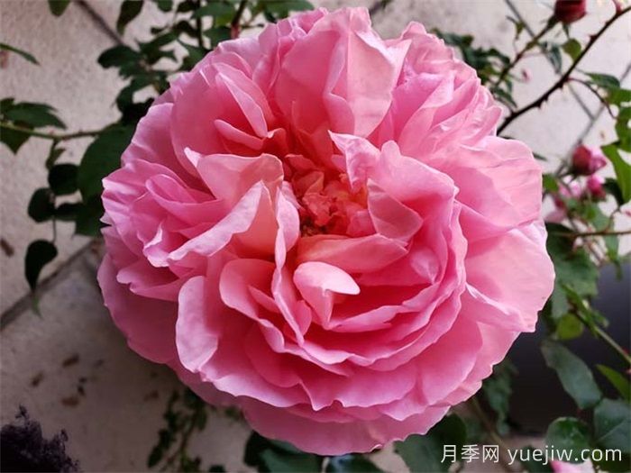 花友家里12个月季品种大比拼，你喜欢哪一款？(图1)