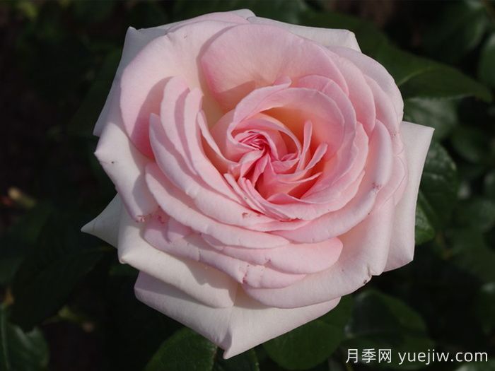 堪称完美的七种月季，花期长抗病强，阳台党福利(图7)