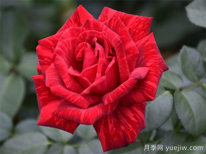 推荐10款红色系月季品种，中国红鸿运当头(图2)