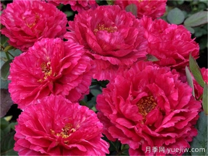 推荐10款红色系月季品种，中国红鸿运当头(图3)