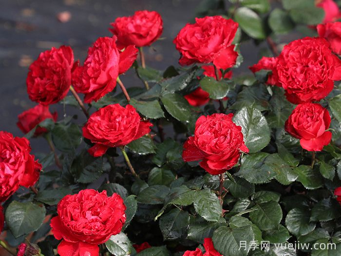 推荐10款红色系月季品种，中国红鸿运当头(图5)