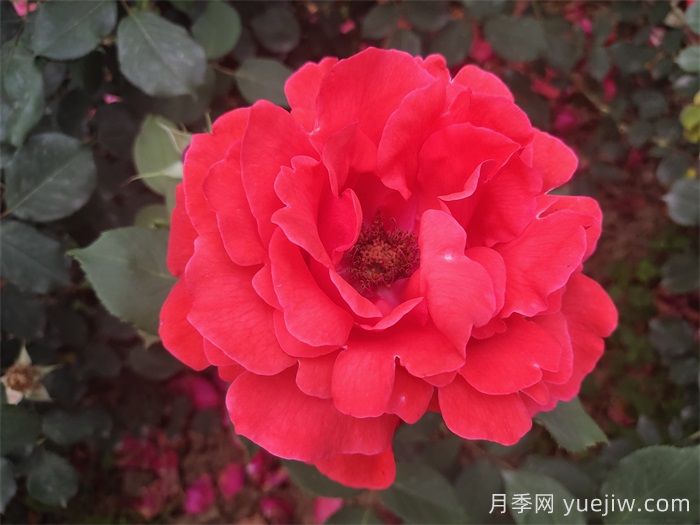 推荐10款红色系月季品种，中国红鸿运当头(图7)