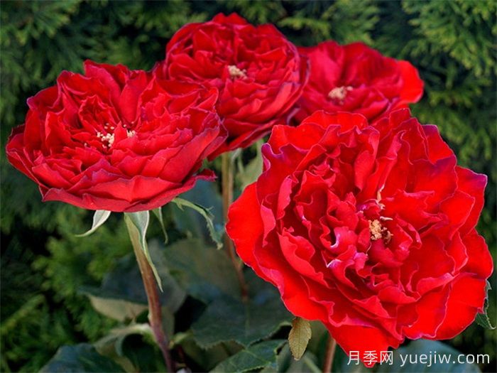 推荐10款红色系月季品种，中国红鸿运当头(图10)