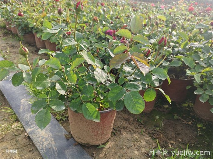 夏季月季安全度夏指南(图1)