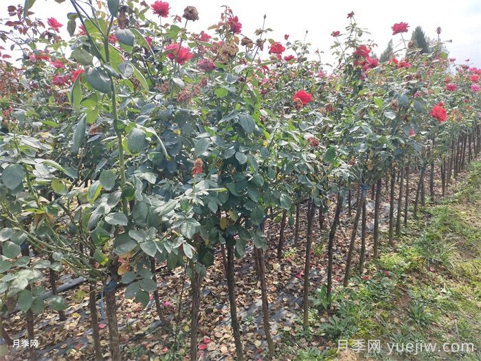 夏季月季安全度夏指南(图3)