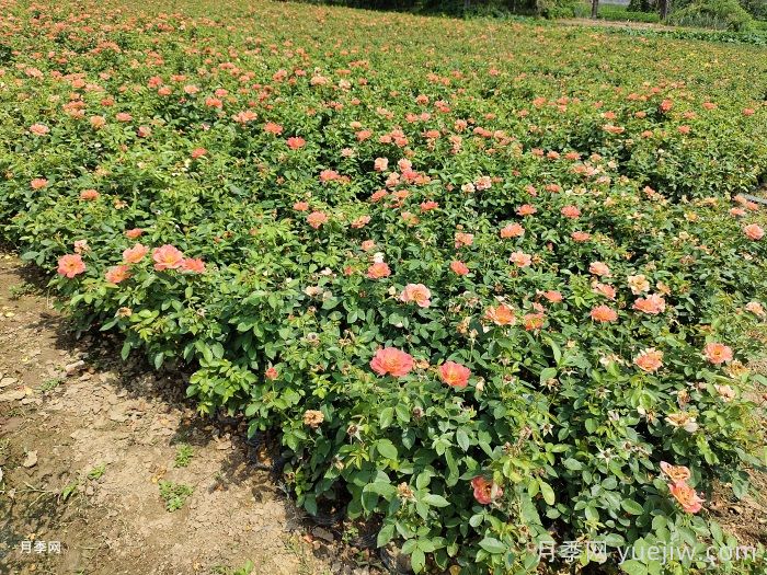 南阳方城县博望镇：月季产业经济撑破农民钱袋(图1)