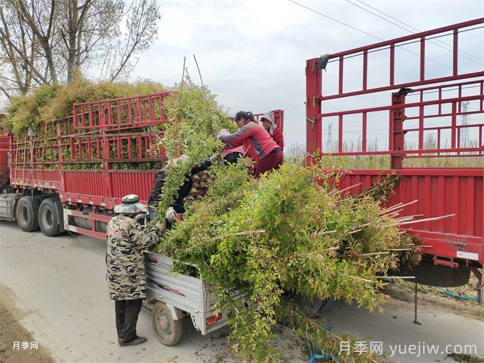 南阳方城县博望镇：月季产业经济撑破农民钱袋(图2)