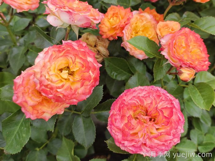 第十届中国月季展览会在安徽阜阳举行(图1)