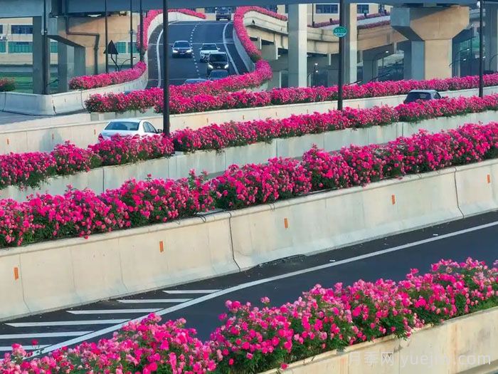 杭州高架月季绽放时,一路花开一路美景 (图1) 杭州高架月季绽放时,一路花开一路美景 (图1)