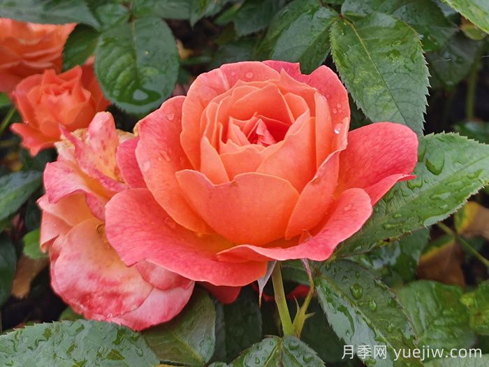 杭州高架月季绽放时,一路花开一路美景 (图2) 杭州高架月季绽放时,一路花开一路美景 (图2)