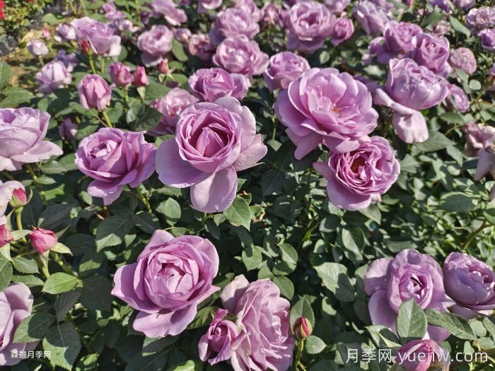 月季花是最具推广的潜力花木，不用担心它的未来(图1)