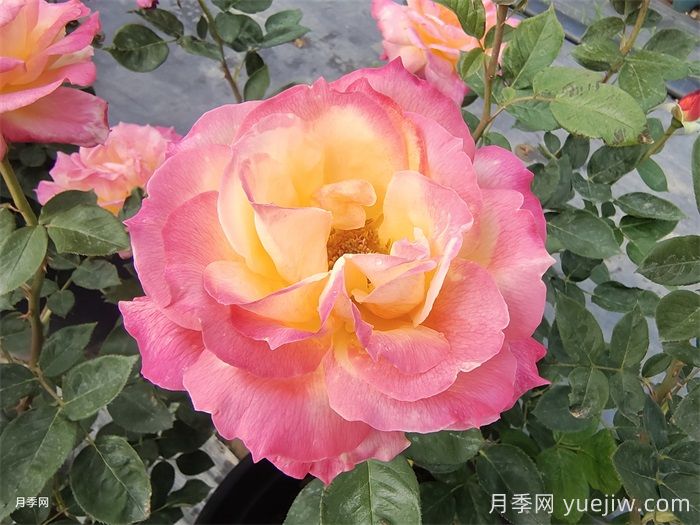 超火的10款复色系月季，款款精选(图1)