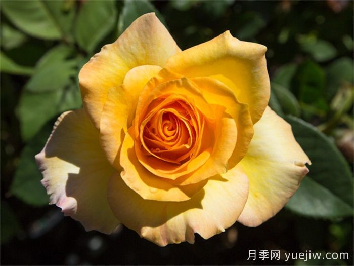 超火的10款复色系月季，款款精选(图3)