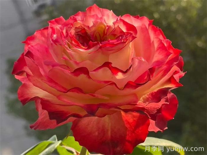 超火的10款复色系月季，款款精选(图7)