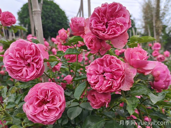 养月季有哪些误区，走过什么冤枉路？(图1)