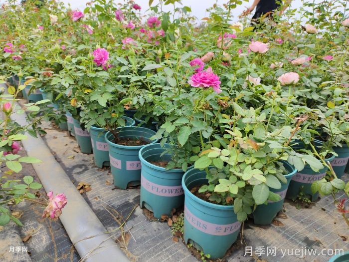 ​月季牙签小苗，怎么才能快速养大？(图2)