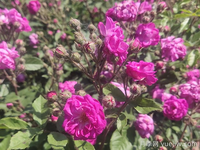 地栽月季好还是盆栽月季好？各有什么优缺点？(图3)
