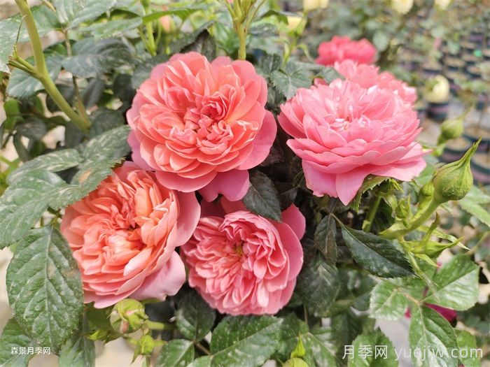 推荐10种值得拥有的网红月季品种(图2)