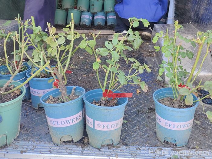 盆栽月季如何顺利度过三伏天？这些保命小妙招要学会(图2)