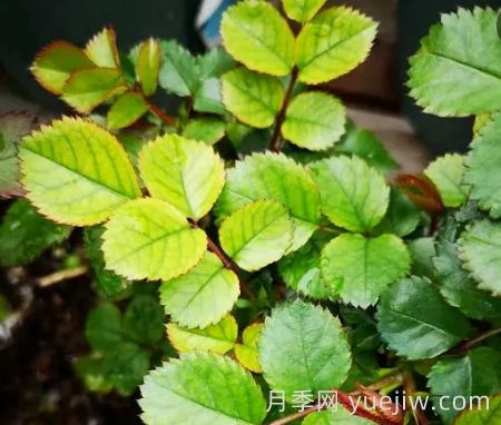 夏季月季新叶子发黄，该如何解决？(图1)