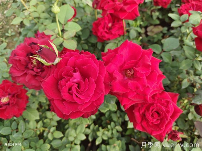 夏季月季养护五要点，轻松应对高温花期翻倍(图1)