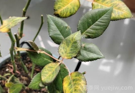 总结，9种月季黄叶症状及解决方法(图1)