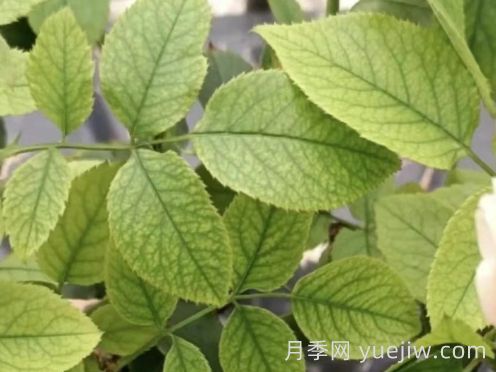 总结，9种月季黄叶症状及解决方法(图3)