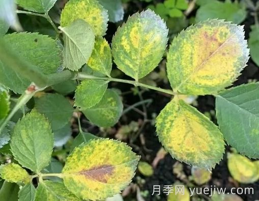 总结，9种月季黄叶症状及解决方法(图4)
