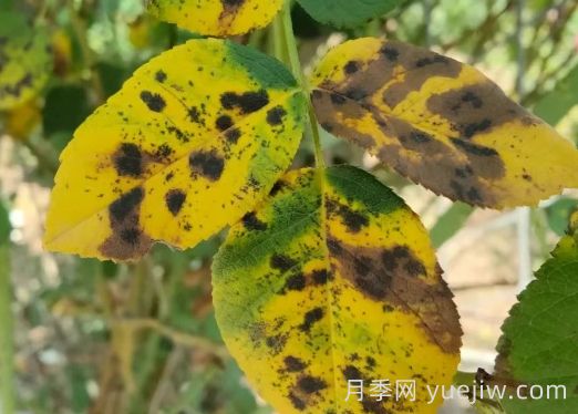 总结，9种月季黄叶症状及解决方法(图5)
