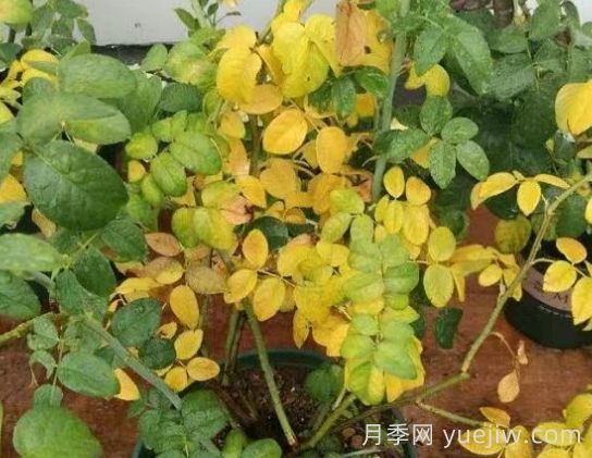 水黄与肥害分不清？7种月季常见黄叶症状(图3)