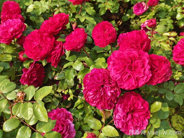 夏季暴晒的天气里，教你的月季平安度夏(图1)